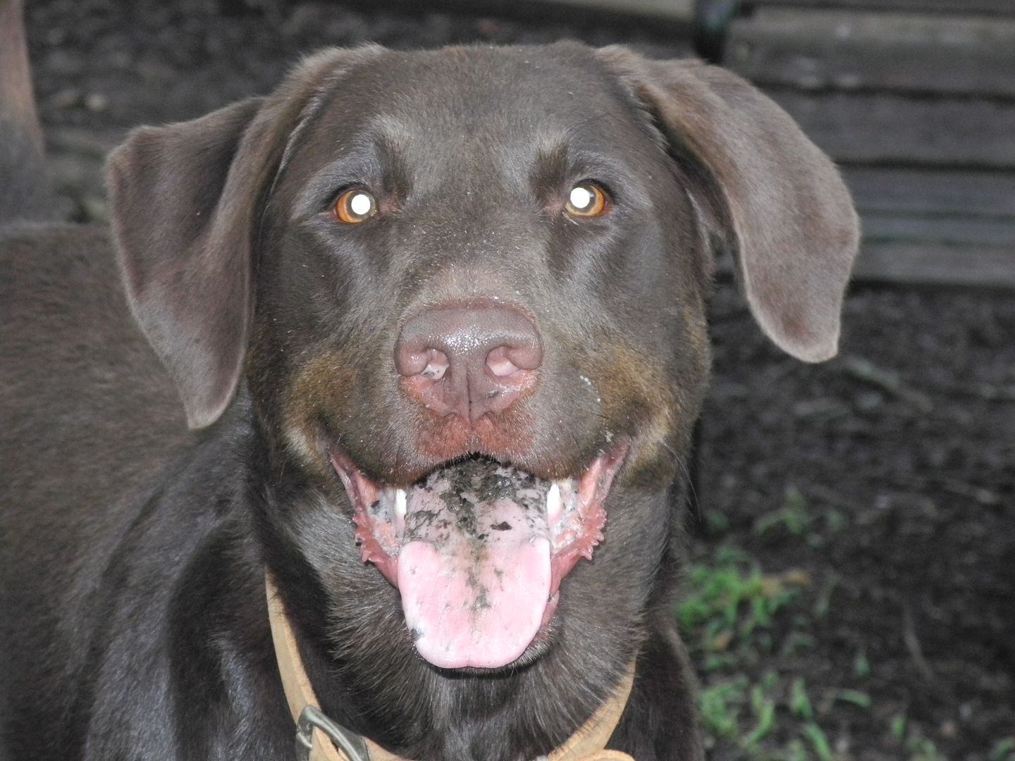 Can you see all the dirt on Coopers tongue.... you think hed choke on it but he doesnt seem to mind as long as i keep throwing his tennis ball!