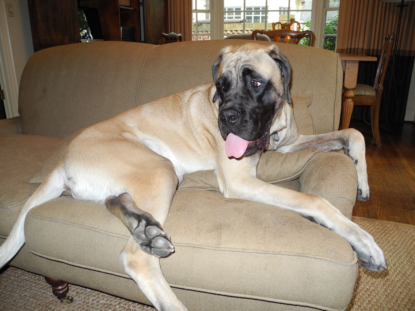 See the pillow under Winstons left shoulder?  That is where I was sitting when 135lb Winston decided he wanted to be a lap dog!  LOL!!