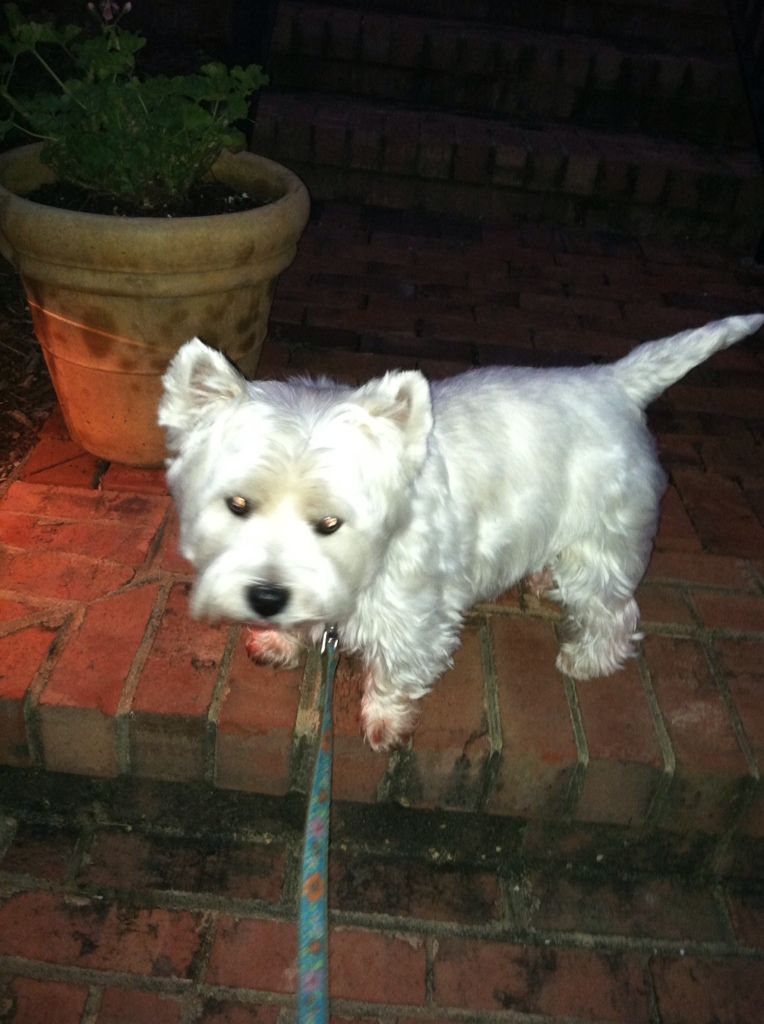 Annabelle heading back into the house after our walk this morning.