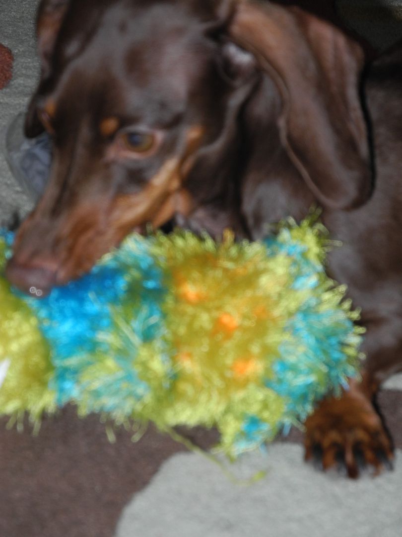 Frankie is attacking his toy.  I tossed it for a few times... I think he is part retriever!!