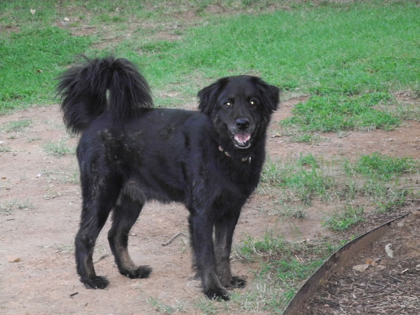 Bubba makes me laugh when he plays with the tennis ball.  Youre right though... hes no retriever!  LOL!