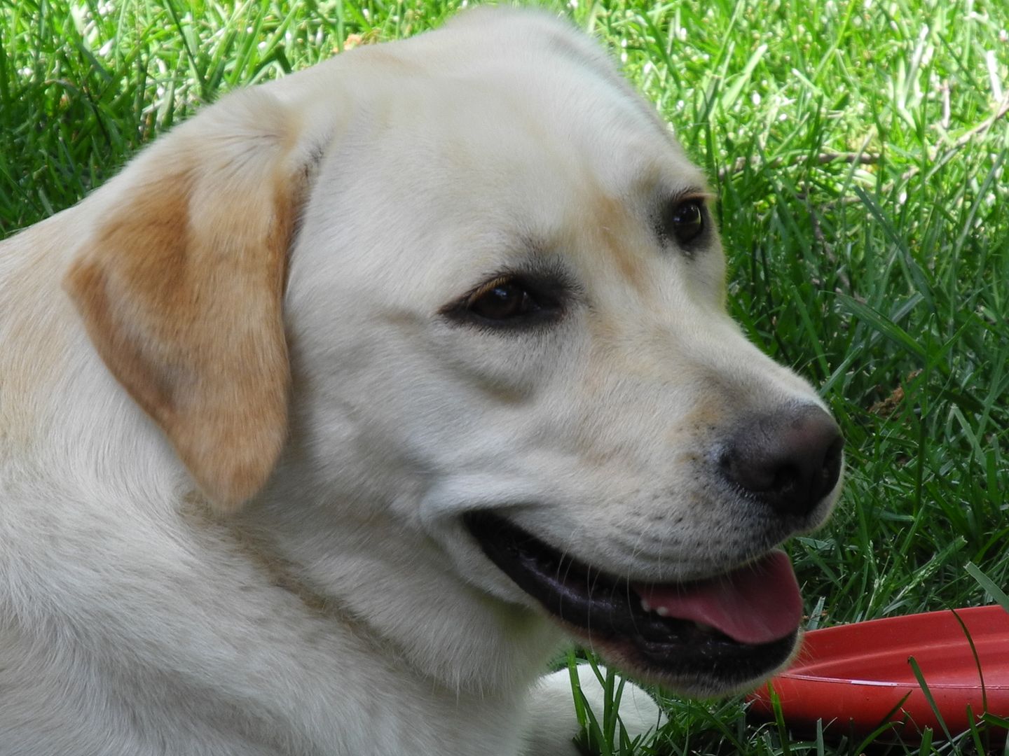 Lucy and her red frisbee.  