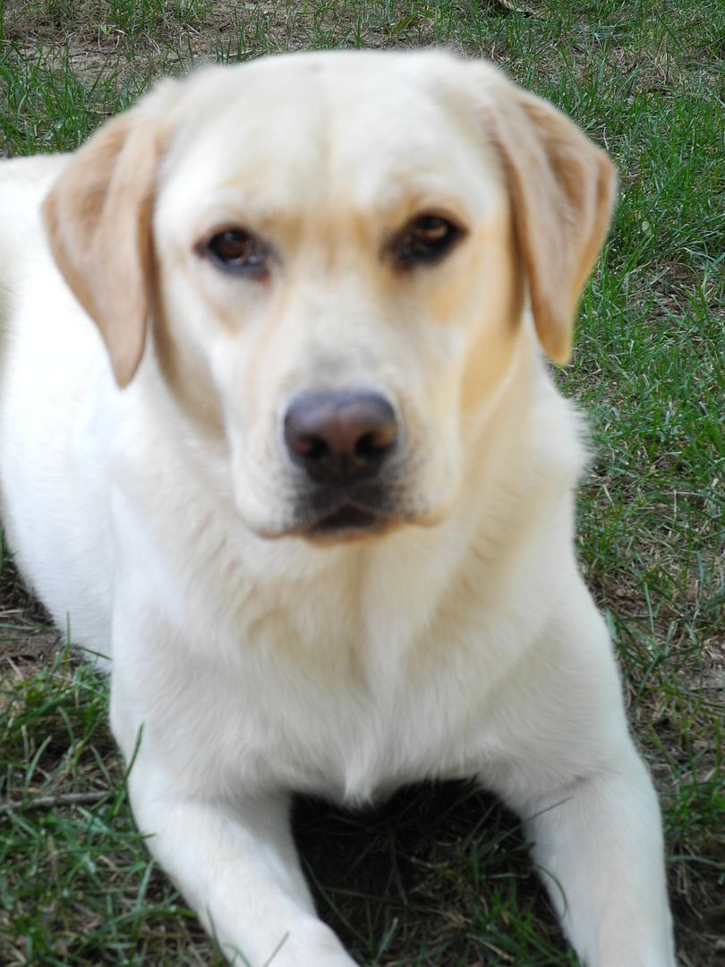 Sweet Lucy is taking a break from playing ball