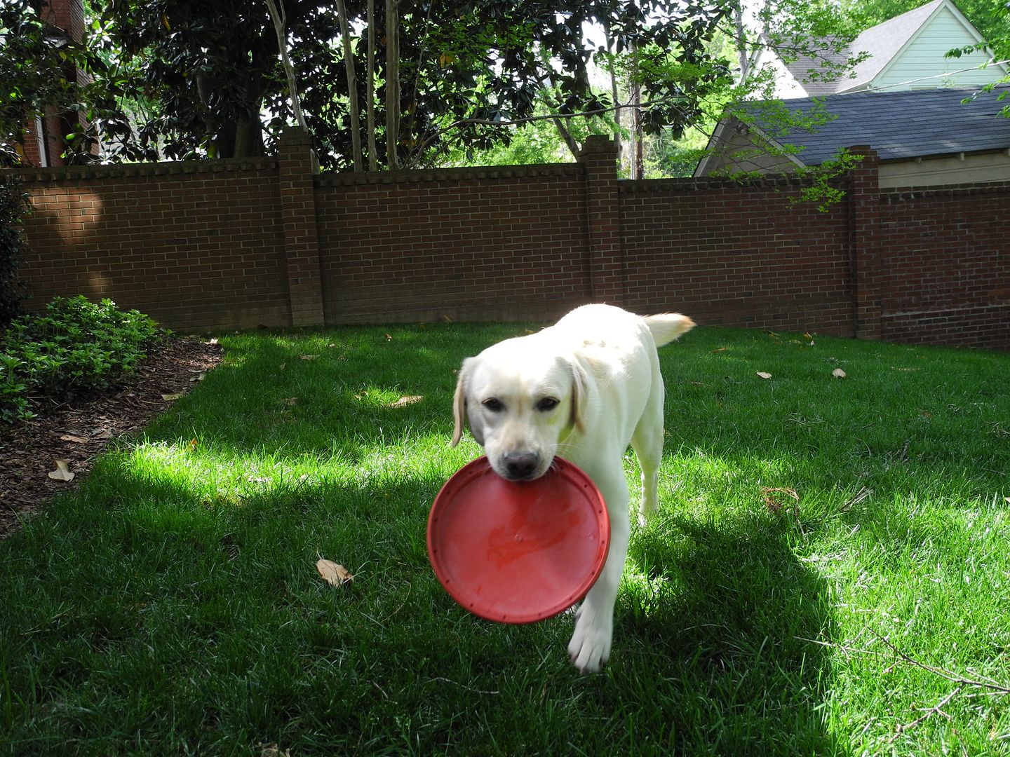 Lucy loves playing in her backyard!