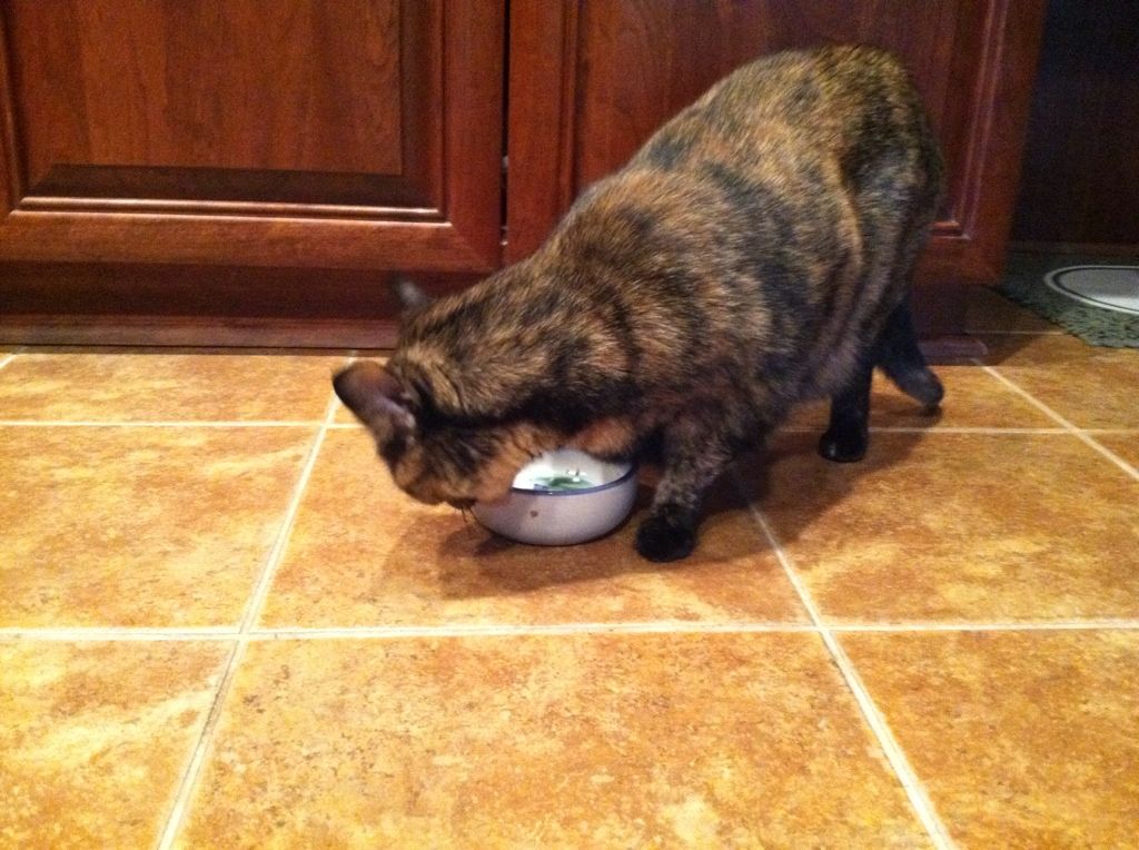 Lula Belle is making certain she doesnt leave anything at all in her bowl!