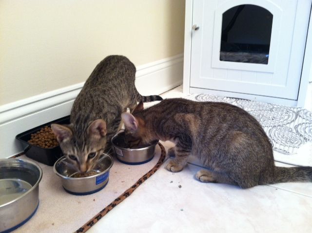 Harley and Skittles eating = happy kitties!