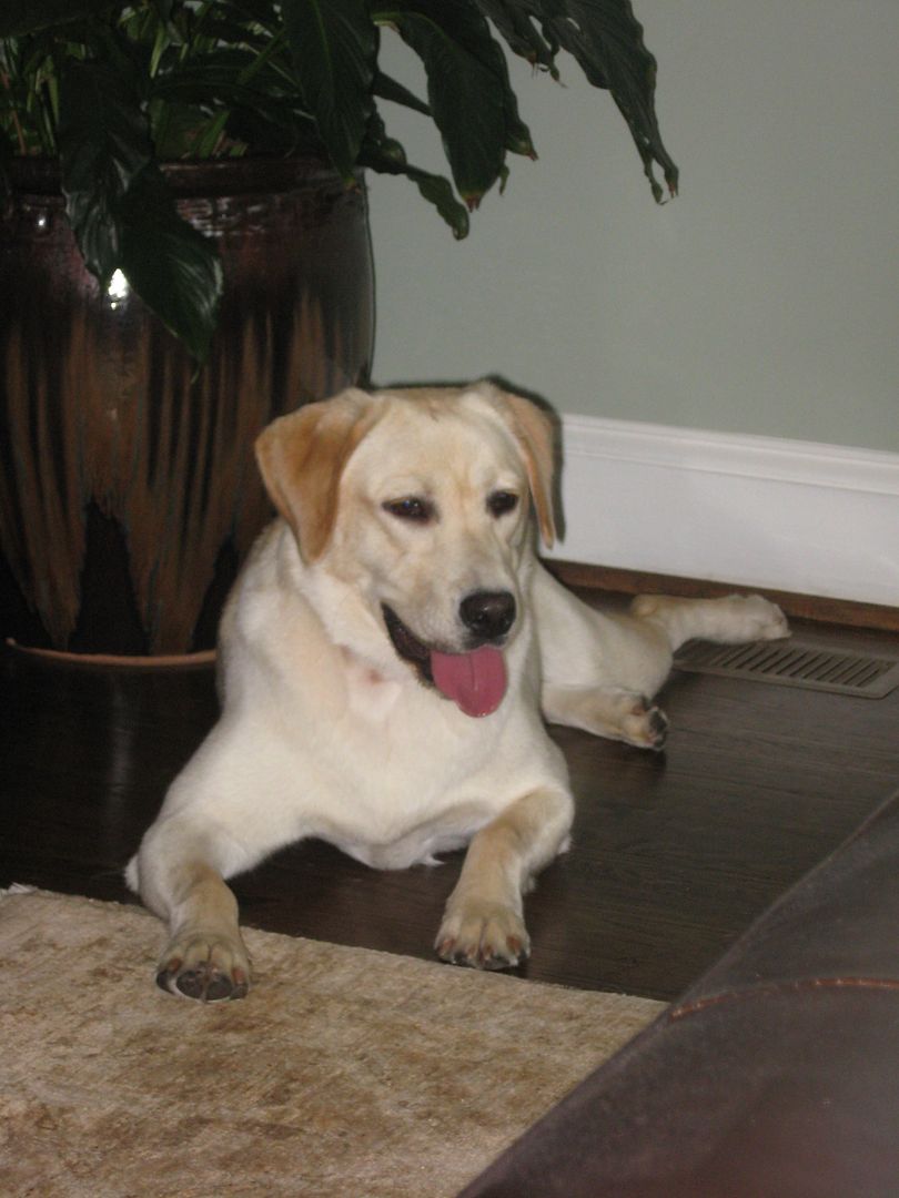 Lucy likes laying by the a/c vent after our walks!