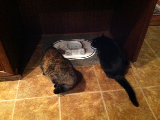 Happy kitties.... meal time!