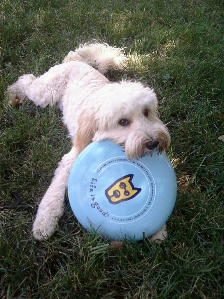 Maggie with a Life is Good frisbee :)