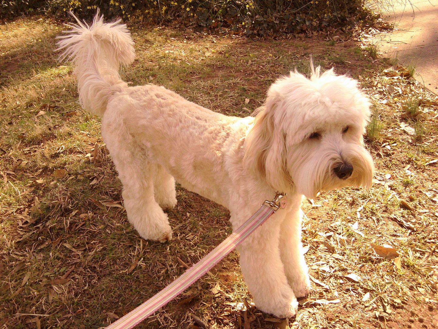 Maggie looks like she is posing for the camera.  I think she likes her new haircut!