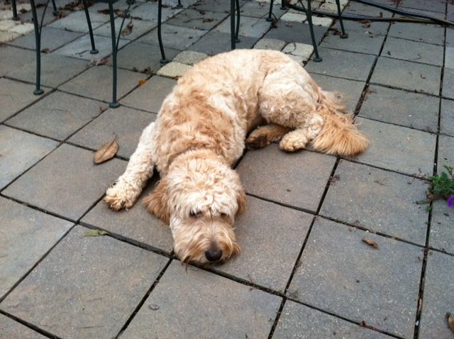 How Hadley spent his morning while Ollie and I played ball.