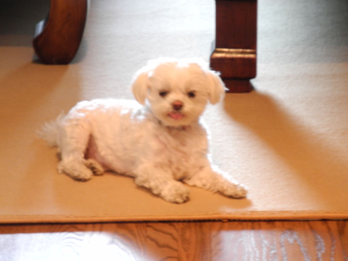 Yuki is watching me rinse out their bowls after breakfast.