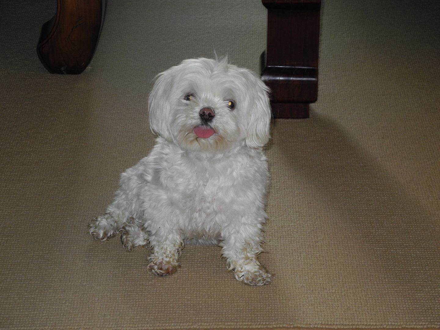 Yuki after our walk this morning.