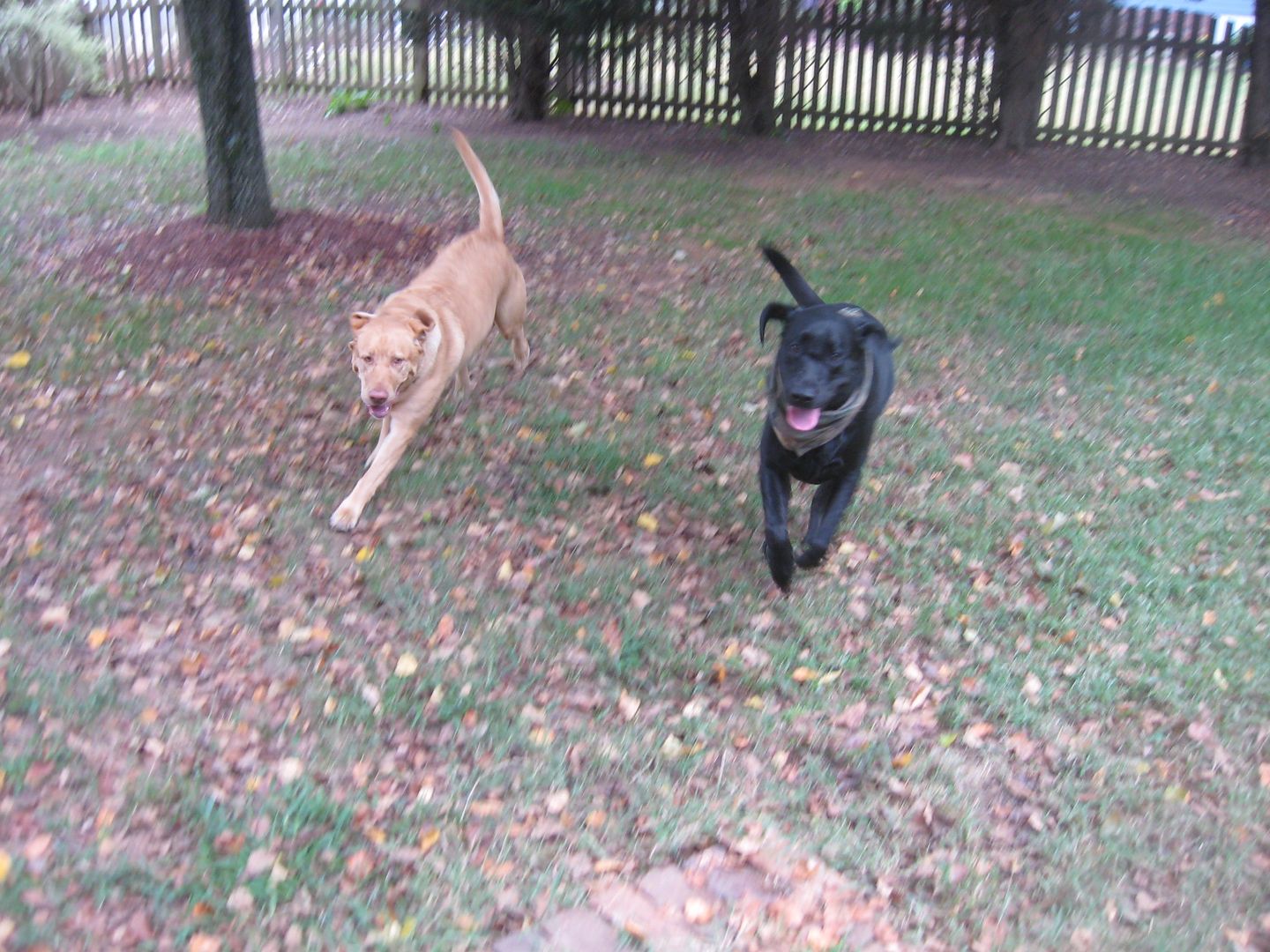 Winters & Nixon zooming around the backyard and theyre coming towards me when I took them.  Im thinking, I hope I dont get run over!!