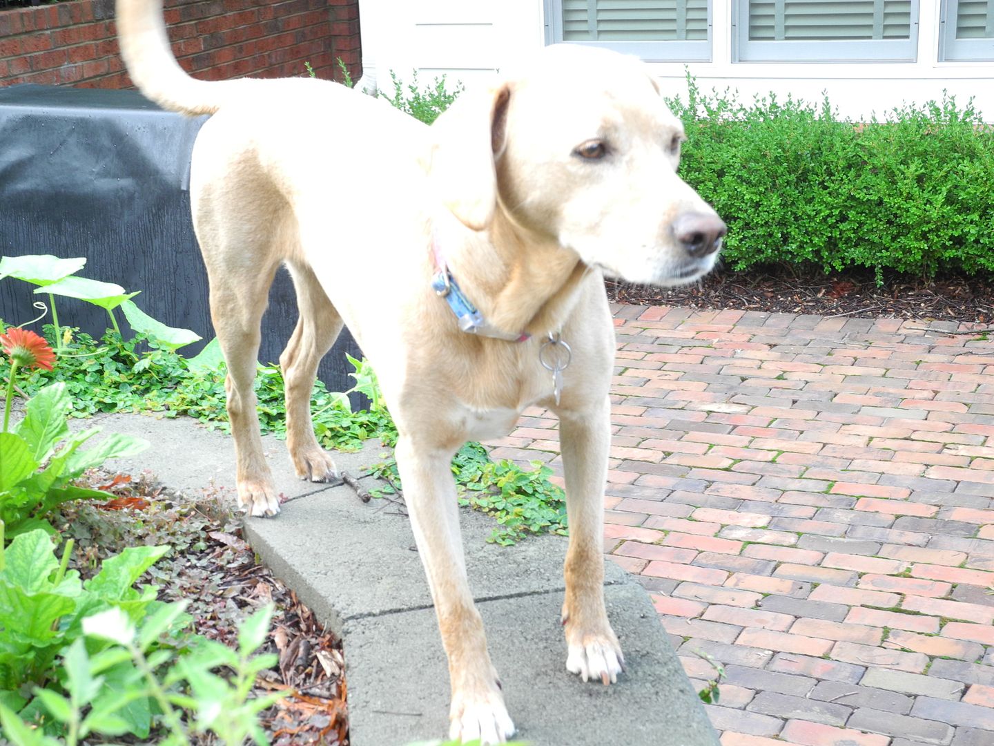 Chloe is checking out the yard.