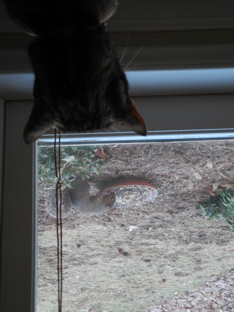 Roux was stalking the squirrel as he ate his breakfast!