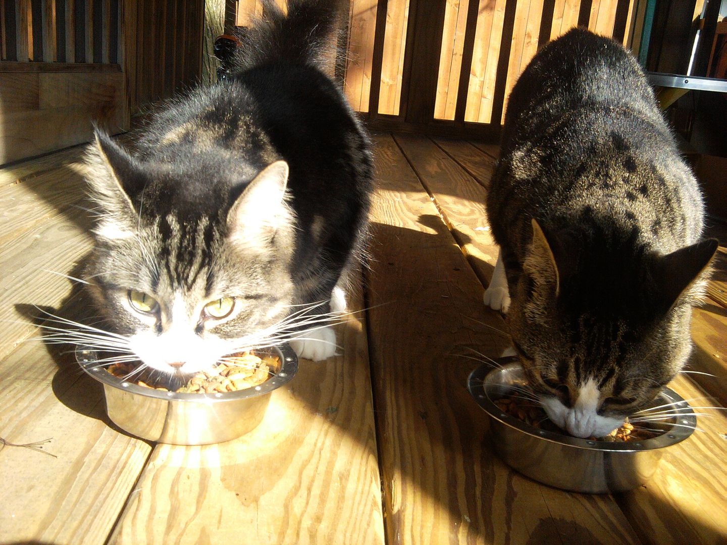 They certain do love meal time!