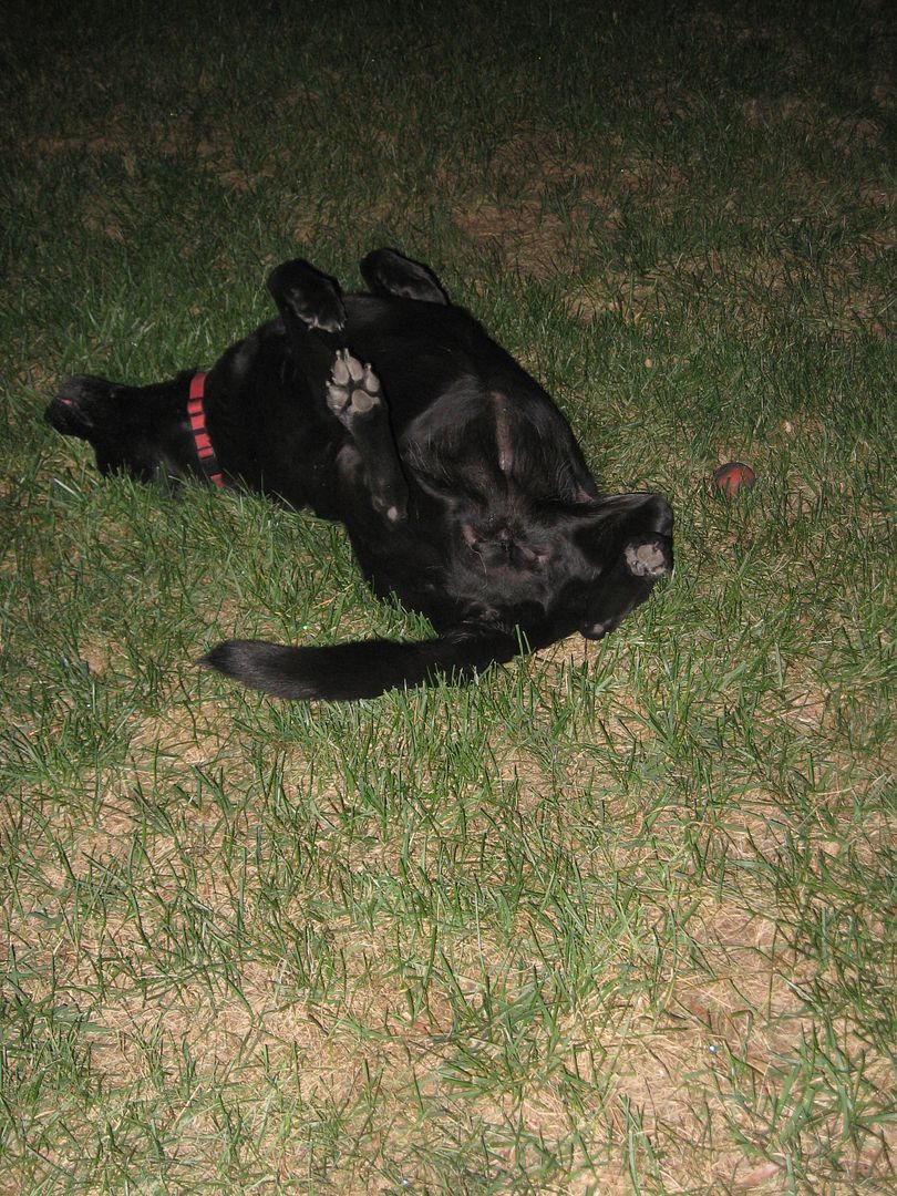 I took this picture last night of Allie but she did this again on our walk this morning in one of your neighbors front yards.  Funny girl!