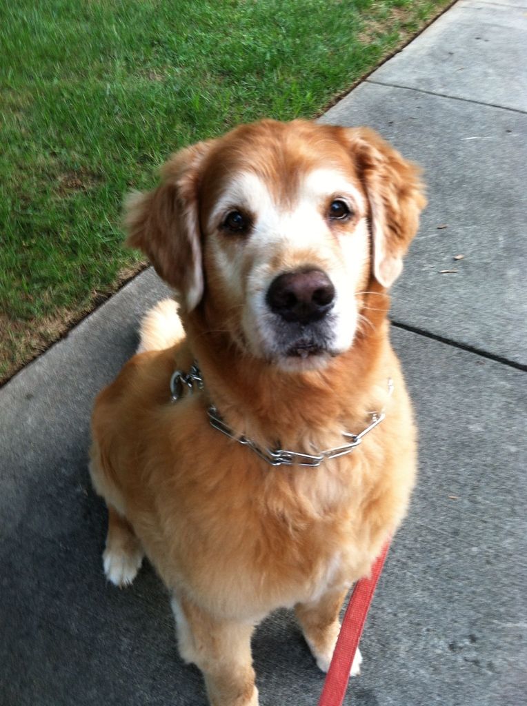 He is sitting nicely... he wants the treat in my hand! :)