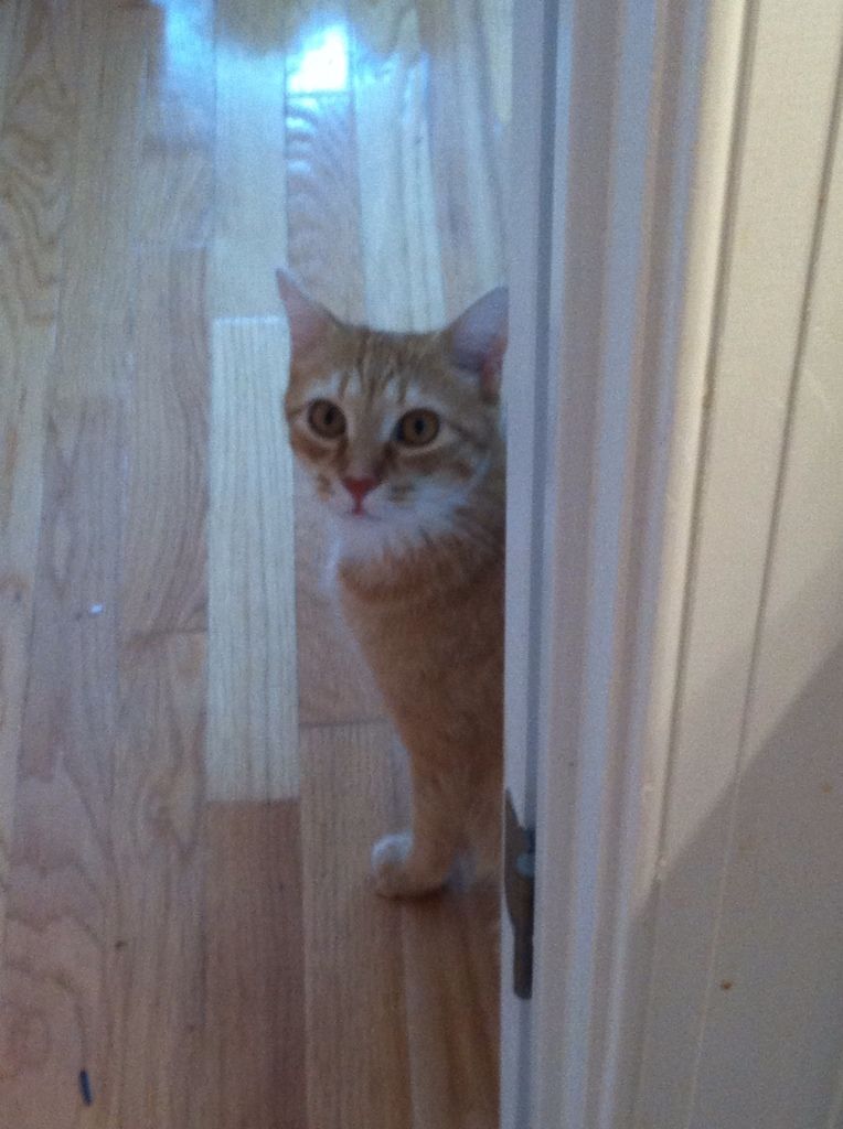 Oh No peered around the corner as I was cleaning out the litter boxes.  Wondering when I would get done so I could pet him!