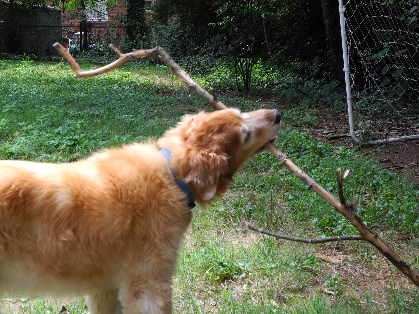 Lincoln was rummaging around in the bushes and he comes out with this HUGE stick.  FUNNY!!