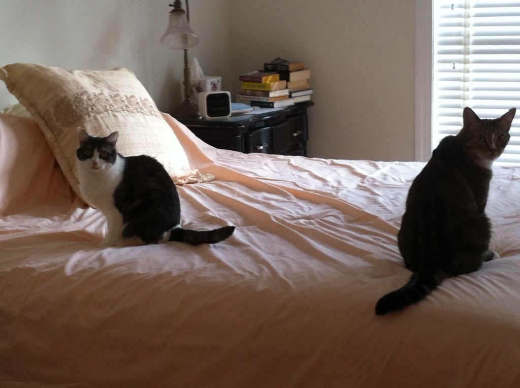 Sqeakers & Mr Lucky Meow both on the bed while I scooped the litter boxes.