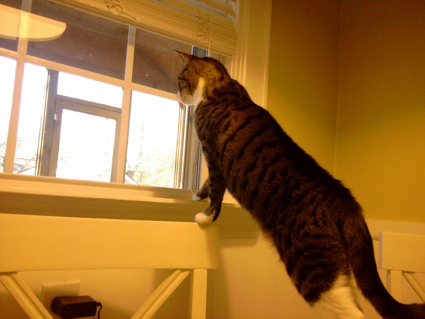 Lo is checking out what is going on outside.