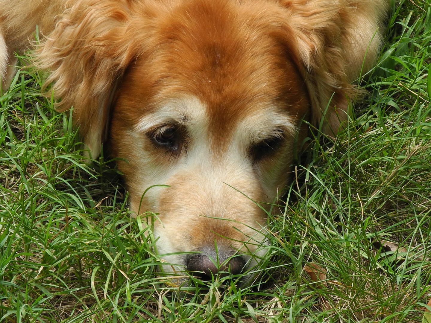 For those who dont know Lincoln... heres his sweet, sweet face!