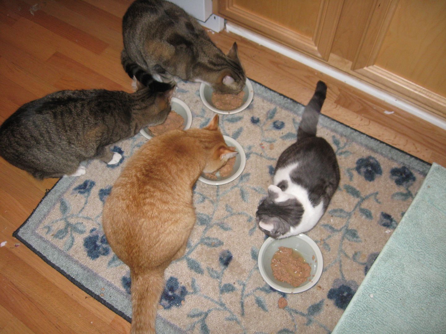 Mr Lucky Meow, Movin On, Ohno and Squeakers all enjoyed their breakfast this morning.