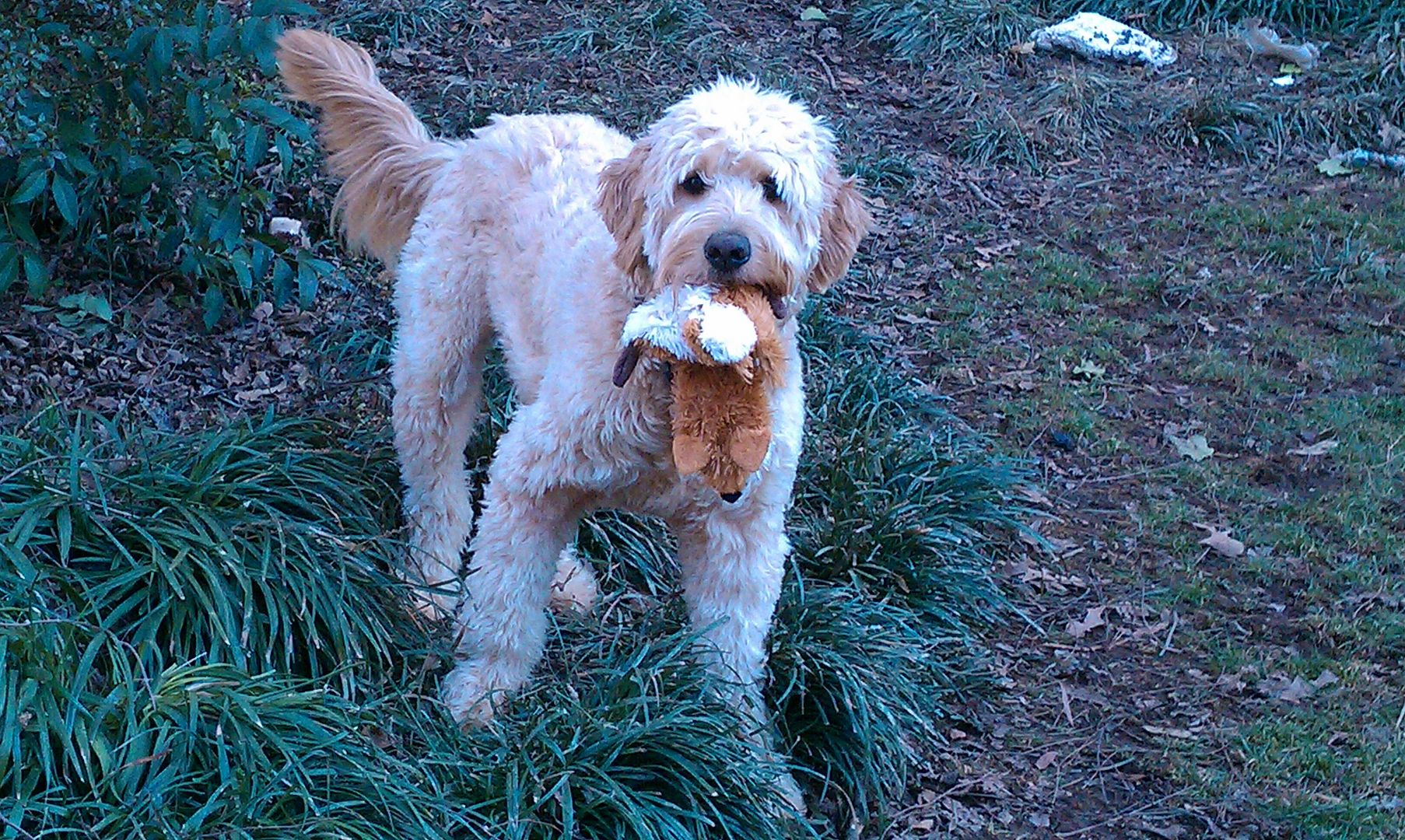 Hadley and what I think is a fox.