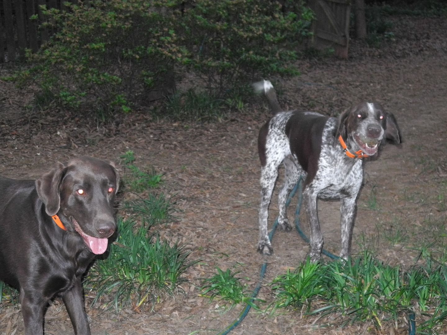 Hawk and Turk.... waiting for me to throw the ball.