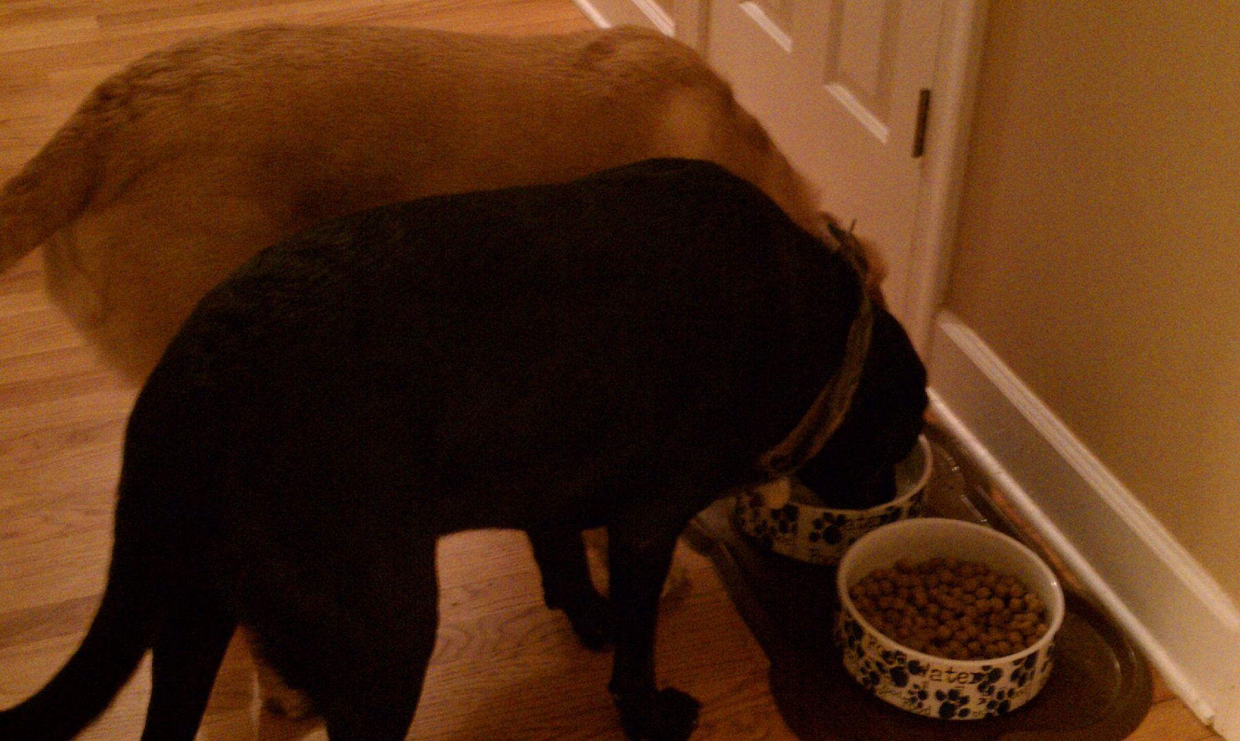 Winters and Nixon.  2 full bowls of food but they have to eat out of the same one, at the same time!! LOL!