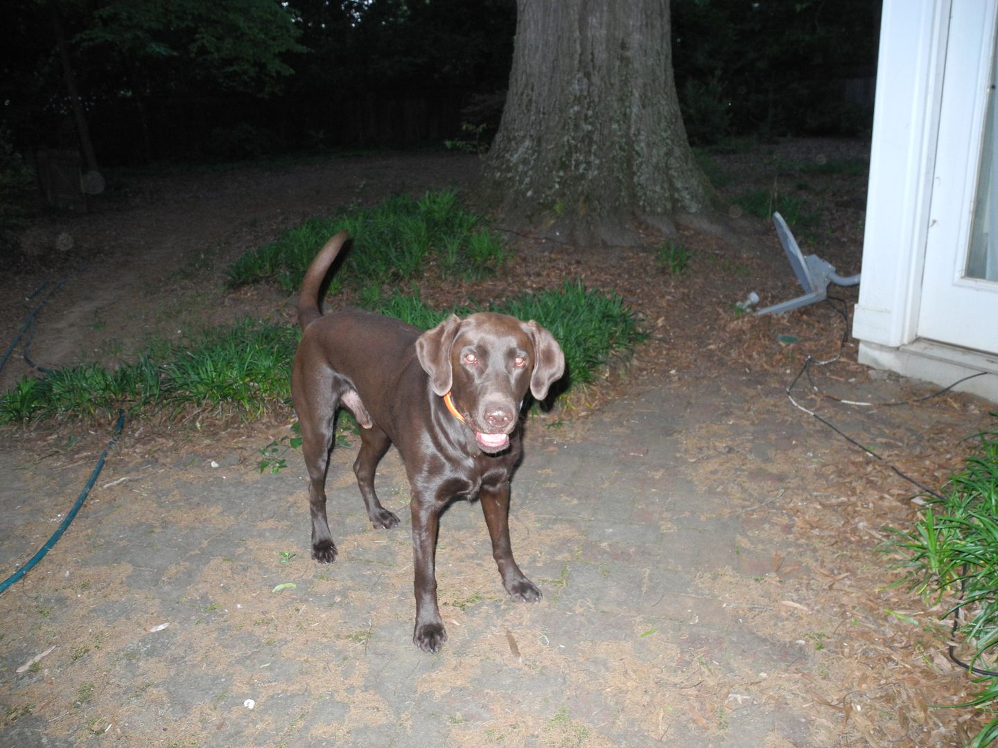 Hawk... wishing I would just throw the ball instead of take his picture!