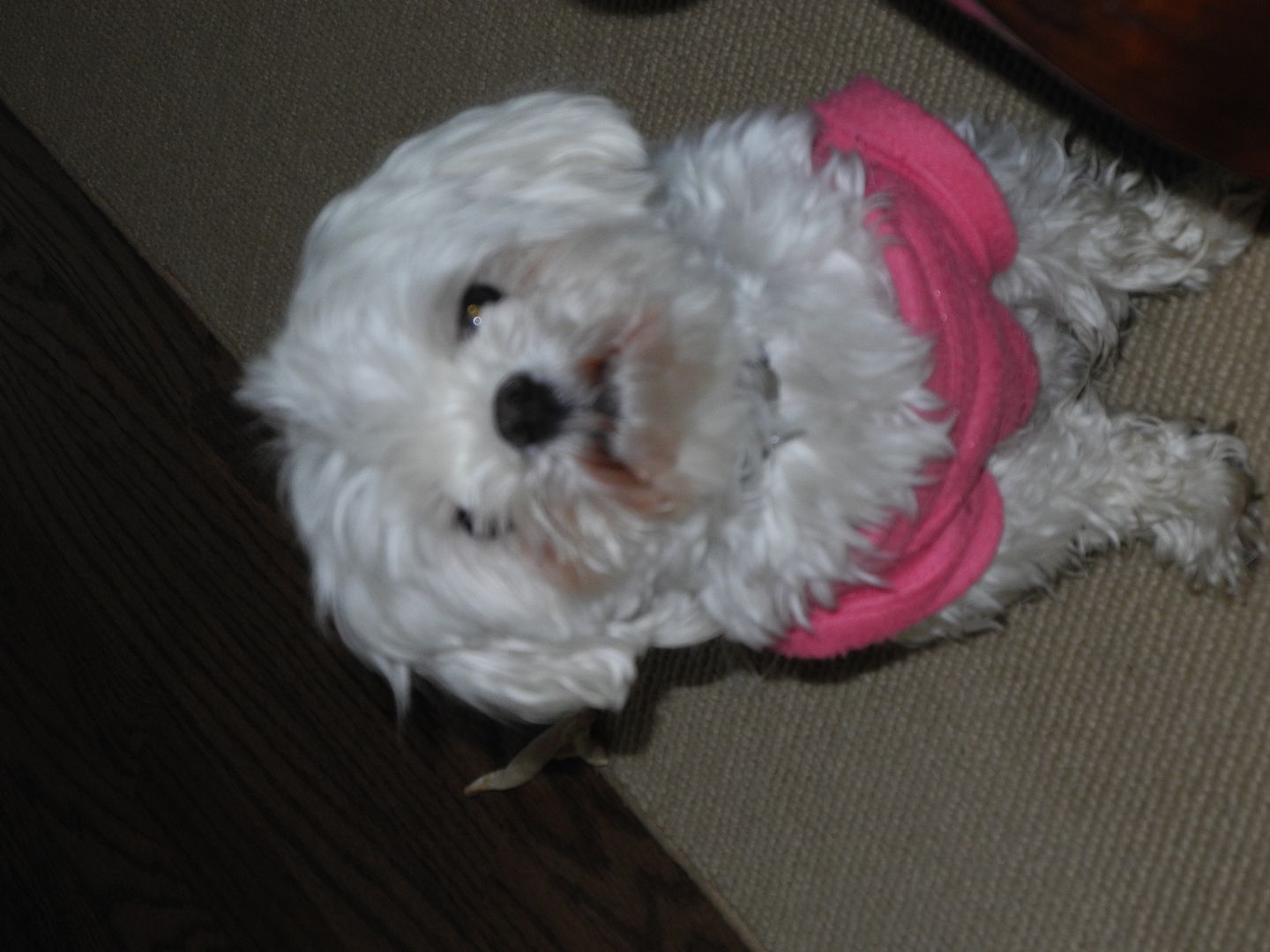 Suki sporting her cute pink sweater!