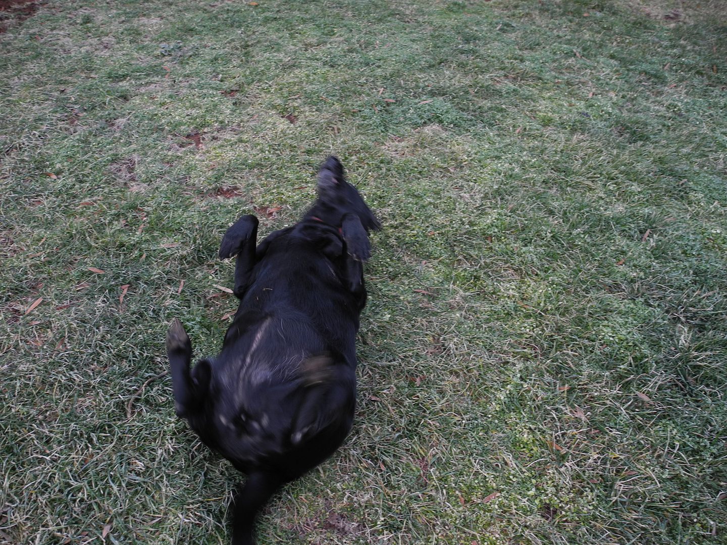 Allie LOVES rolling on her back in the grass.  She even rubbed up against some shrubbery trying to scratch it!