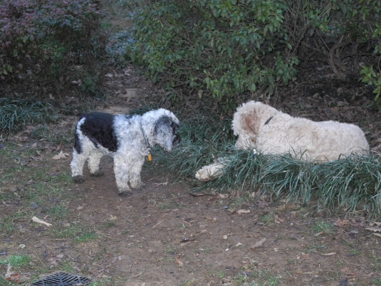 Hadley once again, stole the ball from Ollie!