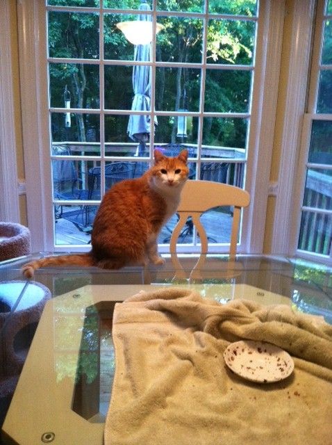 This was where I found Blitten when Hampton and I got back from our walk this morning.  Maybe he was waiting for more food b/c he ate the whole can while we were gone!  Piggy :)