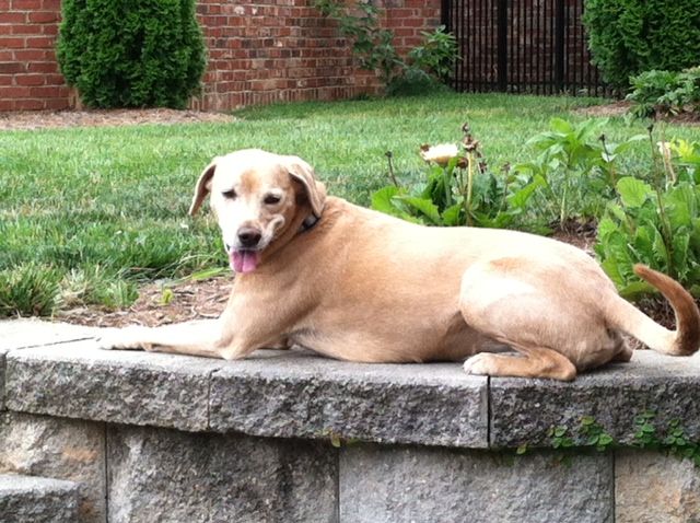 After our walk, Chloe is just hanging out in the yard.