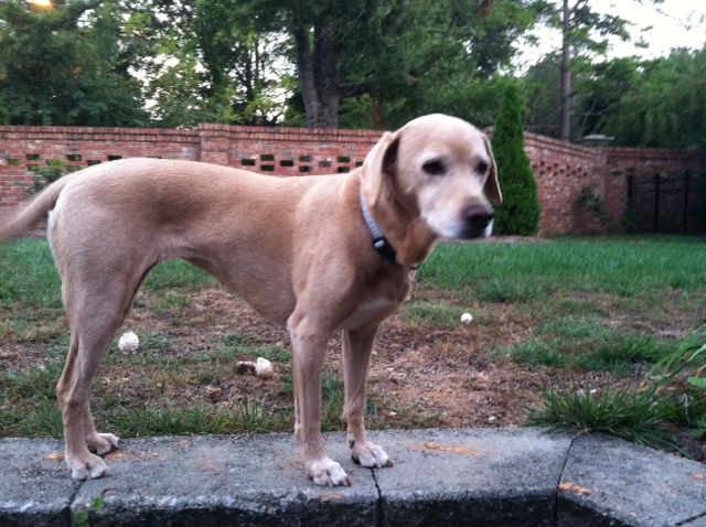 Chloe - surveying the yard