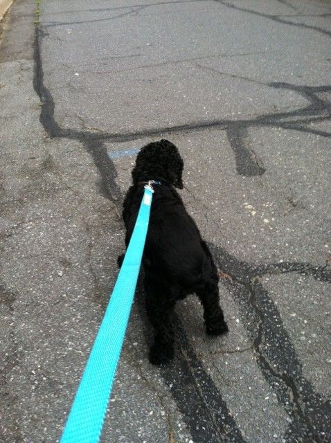 Gumbo leading the way on the our walk yesterday