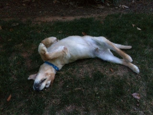 Lincolns versionl of rolling around on his back in the grass!