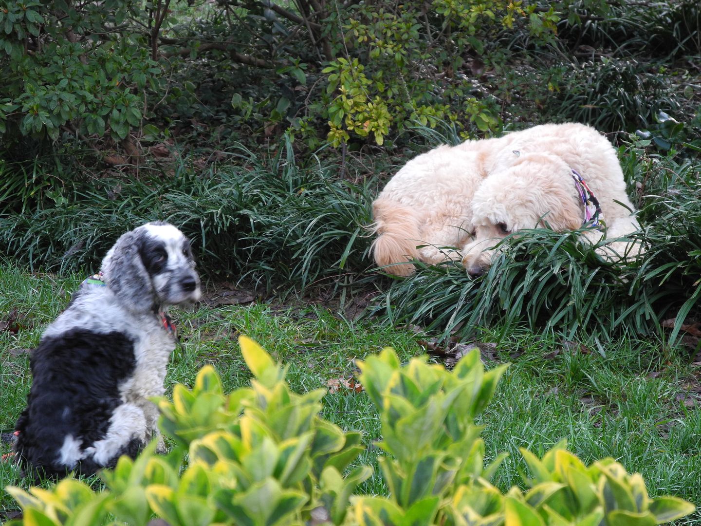 Ill bet you can guess what is going on here!  Hadley stole Ollies ball :(