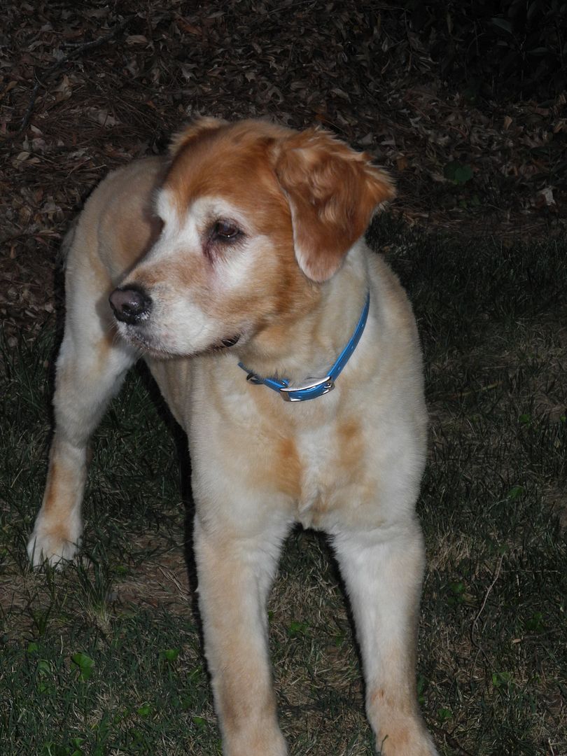 Handsome Lincoln looking rather stately in his backyard!