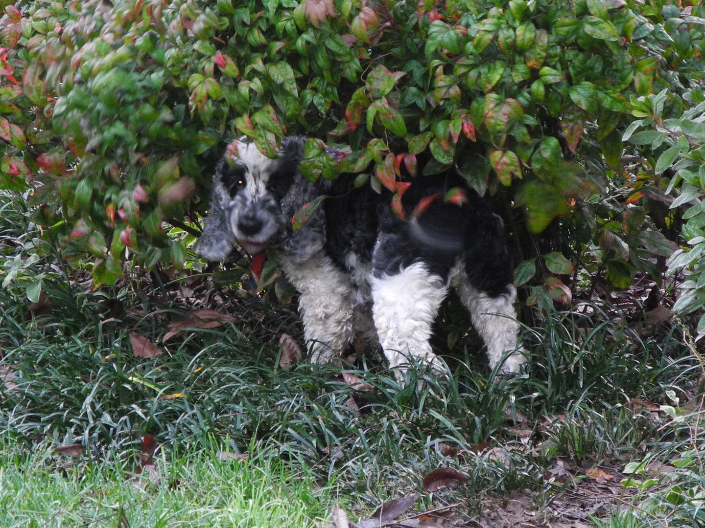 Ollie couldnt decide if he wanted to chase his ball or eat grass.  I think he is part cow! :)