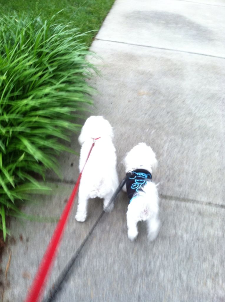 My view of Yuki and Suki out on the walk this morning!