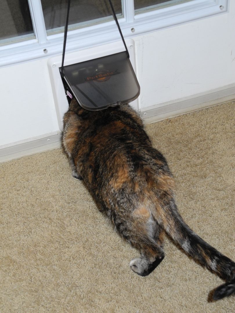 Roux using the kitty door.