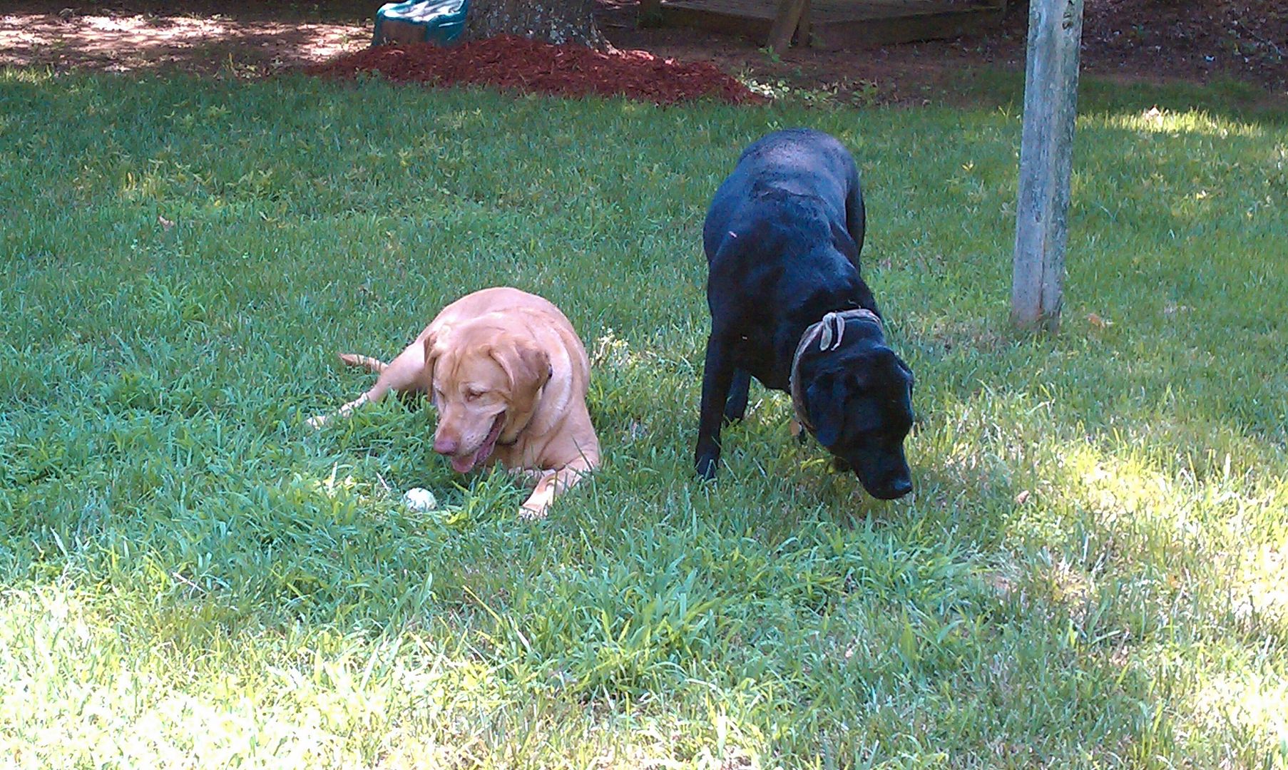 Theyre happy as clams outside... 