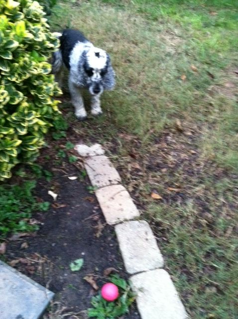 if Ollie could speak:  Put the camera down and throw the ball!