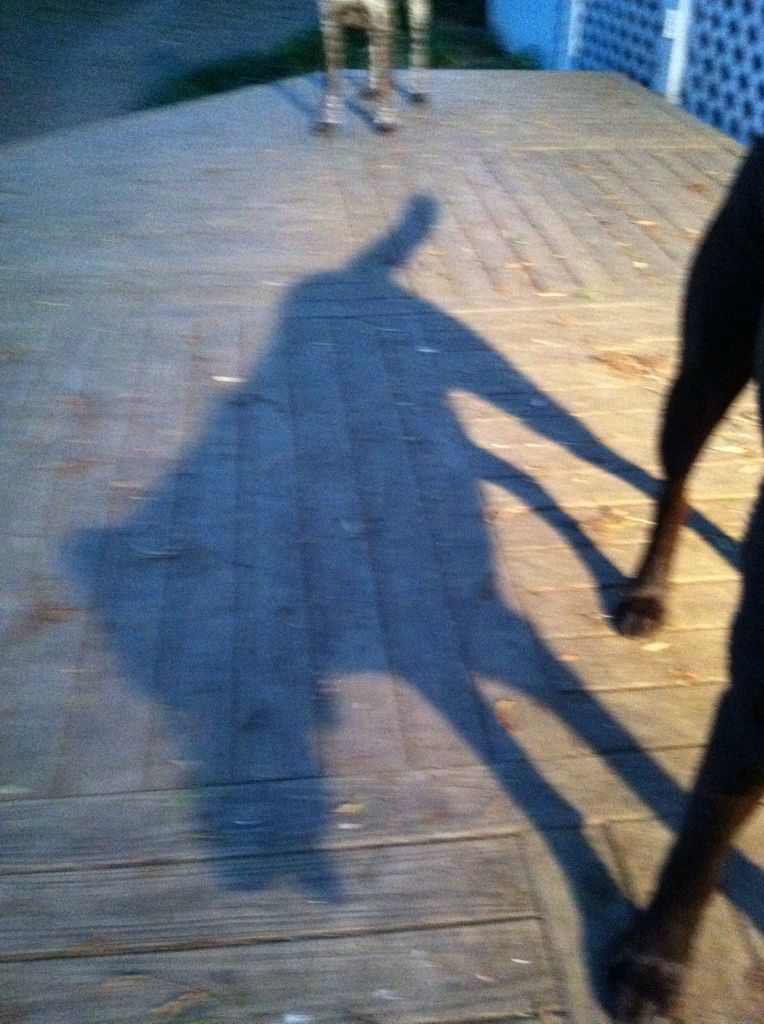 Hawks shadow... made me LOL!!