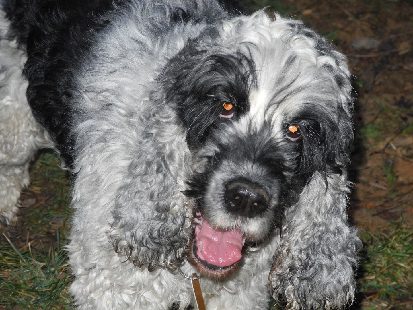 Ollie wishes I would put the camera down and just throw his tennis ball!